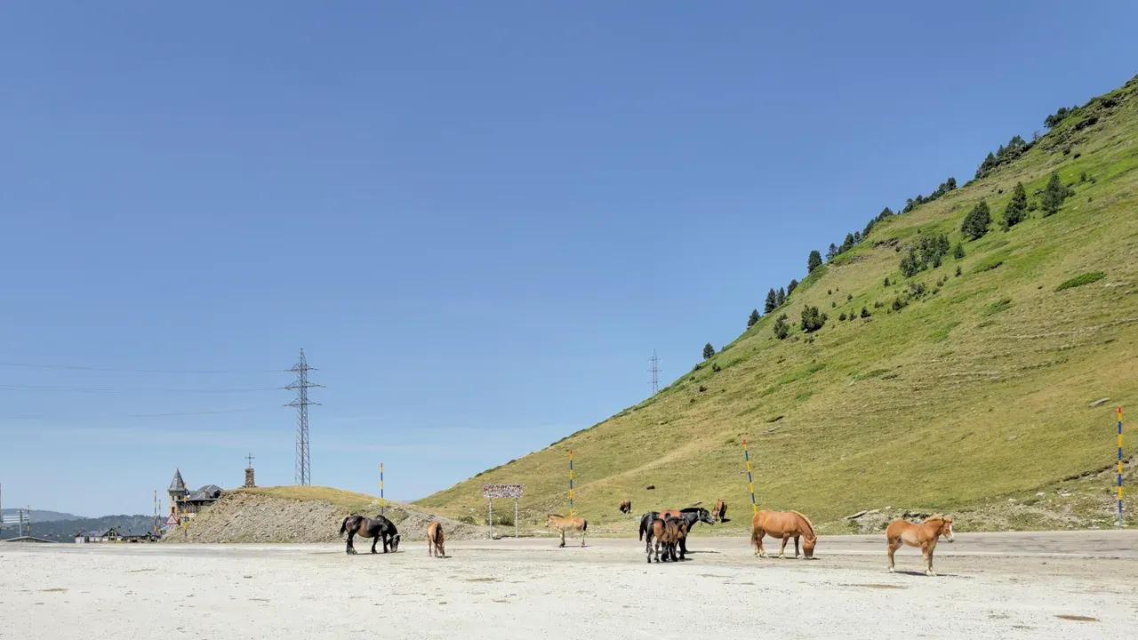 Horses grazing at the Port de la Bonaigua above the Val d'Aran in summer